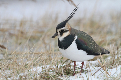 Ondanks de winterse omstandigheden zitten er nog veel kieviten in de weilanden. Deze Kievit stond in het gras te trappelen in de hoop nog een wormpje te vangen...