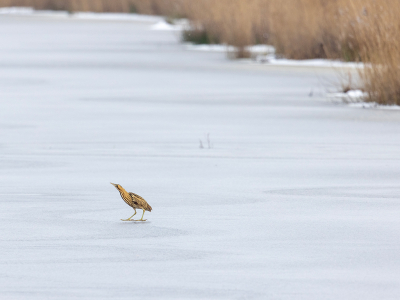 Nog een dagje met ijs, dus vandaag alle kans om nog een roerdomp te treffen.
Deze kwam uit het riet en stak over op behoorlijke afstand .