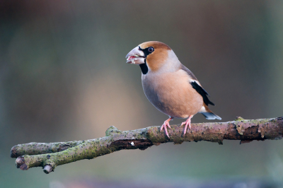 <i class='fa fa-user'></i> Ties Niehof |   Appelvink  <i class='fa fa-eye'> 205</i>  <i class='fa fa-thumbs-up'> 5</i>   <i class='fa fa-comment-o'> 8</i>