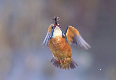 <i class='fa fa-user'></i> horneman69 |   IJsvogel  <i class='fa fa-eye'> 275</i>  <i class='fa fa-thumbs-up'> 2</i>   <i class='fa fa-comment-o'> 4</i>