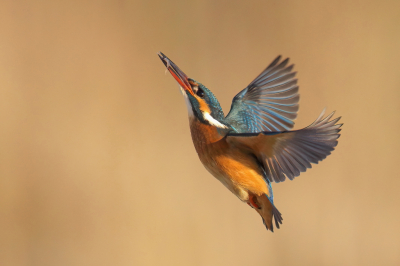 <i class='fa fa-user'></i> horneman69 |   IJsvogel  <i class='fa fa-eye'> 296</i>  <i class='fa fa-thumbs-up'> 15</i>   <i class='fa fa-comment-o'> 10</i>