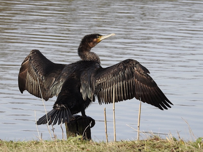 Tijdens een kort buurtwandelingetje deze aalscholver gespot. Met zijn rug naar mij toe maar gelukkig draaide hij zijn hoofd om. Zijn verenpakket is op de rug erg mooi. Van de voorkant fotografen was geen optie, was te ver weg en teveel riet aan de andere kant. Hij was alleen. wel veel meeuwen op de plas.