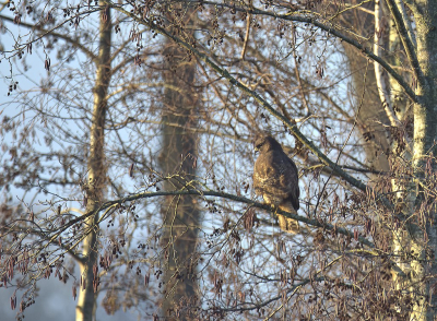 <i class='fa fa-user'></i> RTL |   Buizerd  <i class='fa fa-eye'> 173</i>  <i class='fa fa-thumbs-up'> 2</i>   <i class='fa fa-comment-o'> 7</i>