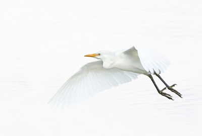 <i class='fa fa-user'></i> Gejo Wassink |   Koereiger  <i class='fa fa-eye'> 120</i>  <i class='fa fa-thumbs-up'> 6</i>   <i class='fa fa-comment-o'> 23</i>