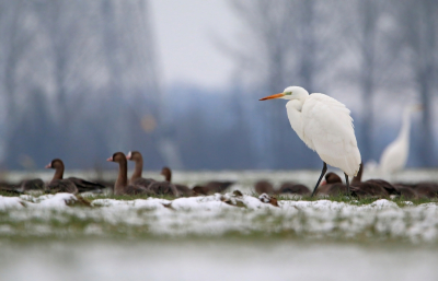 <i class='fa fa-user'></i> Ruben de Bruijn |   Grote Zilverreiger  <i class='fa fa-eye'> 239</i>  <i class='fa fa-thumbs-up'> 16</i>   <i class='fa fa-comment-o'> 15</i>