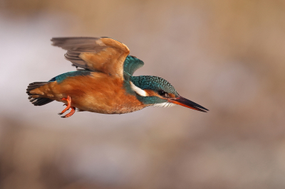 <i class='fa fa-user'></i> horneman69 |   IJsvogel  <i class='fa fa-eye'> 343</i>  <i class='fa fa-thumbs-up'> 28</i>   <i class='fa fa-comment-o'> 17</i>