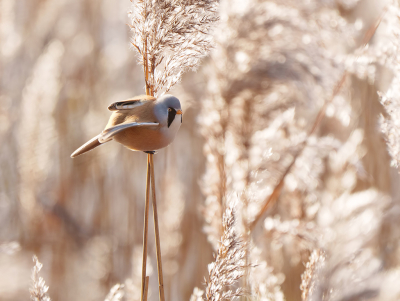 Heb er nog wel wat van deze fraaie vogeltjes. Hier zat een mannetje mooi vrij.

Uit de hand, bij tamelijk veel wind.