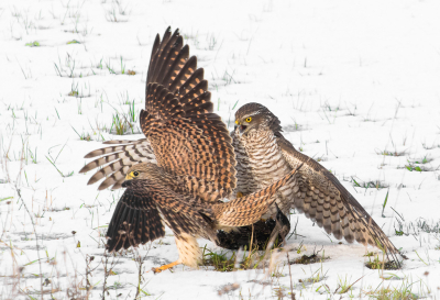 Accipiter nisus / Sperwer / Eurasian Sparrowhawk