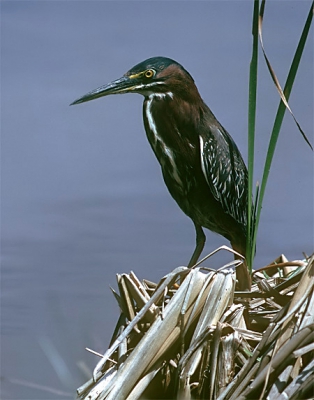 <i class='fa fa-user'></i> Karel Mauer | Groene Reiger  <i class='fa fa-eye'> 369</i>  <i class='fa fa-thumbs-up'> 1</i>   <i class='fa fa-comment-o'> 0</i>