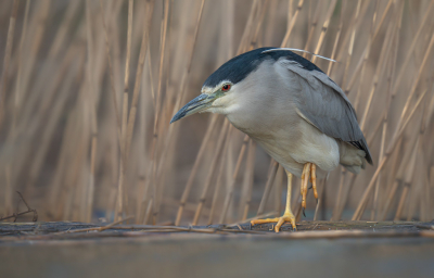 In de buurt hier werd een juveniele kwak gemeld. Een kwak had ik nog niet eerder gezien. Toen ik ging kijken, zat de jonge kwak prachtig op de steiger. Toen ik wat verder rond keek, zag ik deze volwassen kwak zitten. De kwak trok zich niets van mij aan, waardoor ik erg dichtbij kon komen.