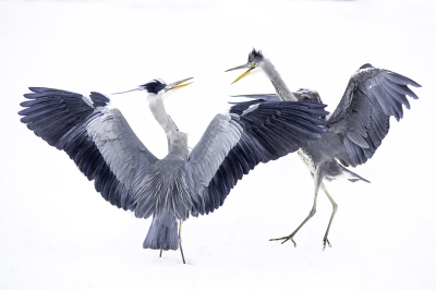 <i class='fa fa-user'></i> Alex Roetemeijer |   Blauwe Reiger  <i class='fa fa-eye'> 286</i>  <i class='fa fa-thumbs-up'> 15</i>   <i class='fa fa-comment-o'> 28</i>