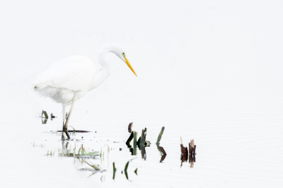 Was niet voor de MO op stap maar nadat ik de foto gemaakt had dacht ik wel, dat is misschien wel wat voor de MO. Zodoende toch maar weer eens meegedaan. Hij stond in het water dus dat kwam goed uit. Wat schuifjes verschoven in Lightroom.