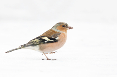 Deze opdracht lukte me niet, totdat ik onverwacht een dagje kon fotograferen in een hut. Tot mijn niet geringe verrassing lag daar nog wat ijs en sneeuw op het vijvertje (terwijl dat bij ons allang weg was). Dat werd dus o.a. oefenen met HighKey. 
Ik heb een foto uitgekozen waarbij kleine druppeltjes op het verenkleed van deze Vink liggen, van het mini-buitje dat later op de dag heel even viel.