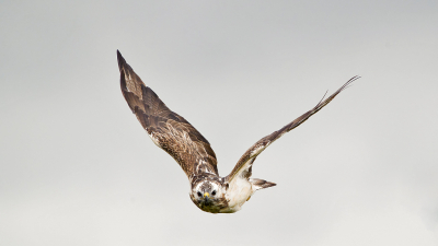 <i class='fa fa-user'></i> Ties Niehof |   Buizerd  <i class='fa fa-eye'> 164</i>   <i class='fa fa-comment-o'> 4</i>