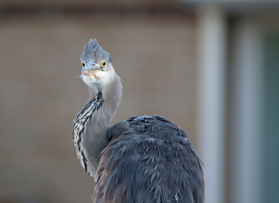 <i class='fa fa-user'></i> Ruben de Bruijn |   Blauwe Reiger  <i class='fa fa-eye'> 224</i>  <i class='fa fa-thumbs-up'> 5</i>   <i class='fa fa-comment-o'> 10</i>