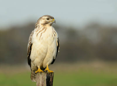 <i class='fa fa-user'></i> Truus Aletta Maan |   Buizerd  <i class='fa fa-eye'> 180</i>  <i class='fa fa-thumbs-up'> 3</i>   <i class='fa fa-comment-o'> 7</i>