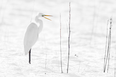 <i class='fa fa-user'></i> GeertN |   Grote Zilverreiger  <i class='fa fa-eye'> 126</i>  <i class='fa fa-thumbs-up'> 6</i>   <i class='fa fa-comment-o'> 25</i>