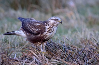 <i class='fa fa-user'></i> horneman69 |   Ruigpootbuizerd  <i class='fa fa-eye'> 251</i>  <i class='fa fa-thumbs-up'> 4</i>   <i class='fa fa-comment-o'> 7</i>