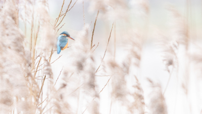 IJsvogel was op zoek naar een visplekje en koos deze wilg achter de rietpluimen. Hierdoor ontstond er een doorkijkje.