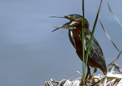 <i class='fa fa-user'></i> Karel Mauer | Groene Reiger  <i class='fa fa-eye'> 311</i>   <i class='fa fa-comment-o'> 0</i>