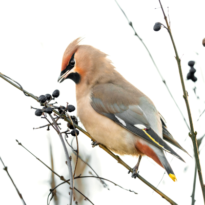 <i class='fa fa-user'></i> John_Jak |   Pestvogel  <i class='fa fa-eye'> 140</i>  <i class='fa fa-thumbs-up'> 2</i>   <i class='fa fa-comment-o'> 26</i>
