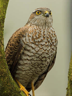 Hij was er weer ! Na een afwezigheid van (bijna) een week was hij weer aanwezig op zaterdag in de vroege ochtend. Het licht was minder mooi maar ja, je kunt niet alles hebben :)
20D 400mm f8.0 1/80 iso400