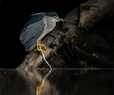 Aan het einde van de middag kwam precies nog wat mooi licht op de kwak. Deze foto weer liggend op de steiger, met omgekanteld schermpje en de camera net boven het water gemaakt.