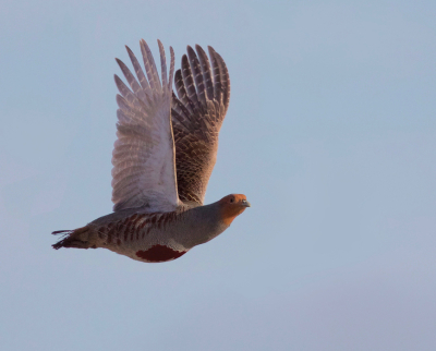 Patrijzen fotograferen stond hoog op mijn verlanglijst, en die vliegend fotograferen kon ik alleen maar van dromen: dacht ik. Totdat ik vanmiddag samen met Jovanzo ging vogelen. Opeens vloog een koppel patrijzen op: eerst van mij af (dat is altijd het meest waarschijnlijke) maar daarna juist weer naar mij toe. Erg blij met deze plaat, ook omdat vliegende vogels met een 'ouderwetse' spiegelreflex camera fotograferen (zonder automatische R-achtige scherpstelling op een oogje) niet eenvoudig is.