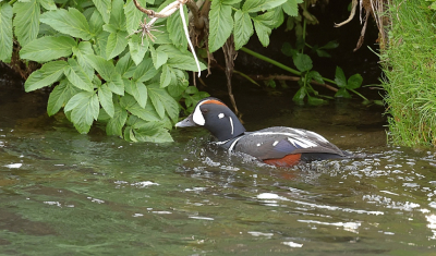 Een van de nieuwe soorten, die ik tijdens de vogelreis naar IJsland heb gezien, was de Harlekijneend. Op verschillende plekken op het eiland kwamen we ze tegen. Fascinerend hoe ze in de snelstromende rivieren kunnen leven.