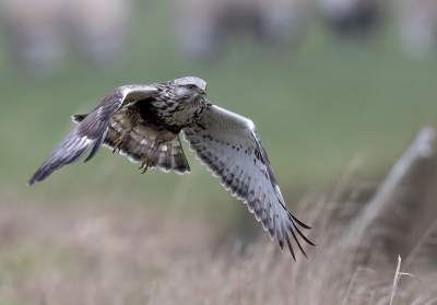<i class='fa fa-user'></i> Ben Reitsma |   Ruigpootbuizerd  <i class='fa fa-eye'> 212</i>  <i class='fa fa-thumbs-up'> 5</i>   <i class='fa fa-comment-o'> 6</i>