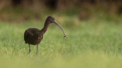 <i class='fa fa-user'></i> PeterMeurs |   Zwarte Ibis  <i class='fa fa-eye'> 240</i>  <i class='fa fa-thumbs-up'> 4</i>   <i class='fa fa-comment-o'> 7</i>
