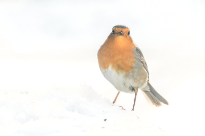 Heerlijk, eindelijk een laagje sneeuw. Voegt altijd iets toe aan de foto's.
Het Roodborstje kwam, (net zoals ieder jaar) op het voer af.  Blijft een fotogeniek vogeltje.