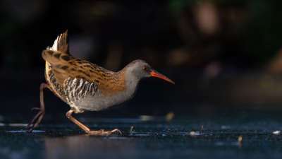 Foto van een tijdje geleden. Helaas (maar gelukkig voor de ijsvogels) dit jaar niet zo veel ijs gehad.