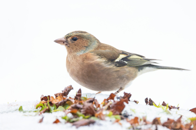 FRISSE START
Bij de hut Thornspic lag nog war ijs en sneeuw op het vijvertje en tussen de bladeren heel dichtbij de hut. Deze kleurige Vink en bladeren in het verder witte landschap lijkt me wel toepasselijk voor deze fotewedstrijd met als thema FRISSE START.