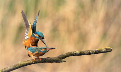 <i class='fa fa-user'></i> DijkstraSJR |   IJsvogel  <i class='fa fa-eye'> 353</i>  <i class='fa fa-thumbs-up'> 22</i>   <i class='fa fa-comment-o'> 9</i>