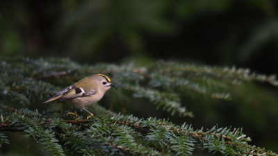 In de Stiphoutse bossen zijn dit jaar de nodige Goudhaantjes acties in met name de Hemlocksparren. Vandaag was een uitgelezen dag om mij erop te concentreren. Ze zijn vreselijk bewegelijk en niet schuw. Deze foto uitgezocht om te delen.