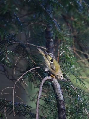 In de Stiphoutse bossen zijn dit jaar de nodige Goudhaantjes acties in met name de Hemlocksparren. Vandaag was een uitgelezen dag om mij erop te concentreren. Ze zijn vreselijk bewegelijk en niet schuw. Deze foto uitgezocht om te delen.