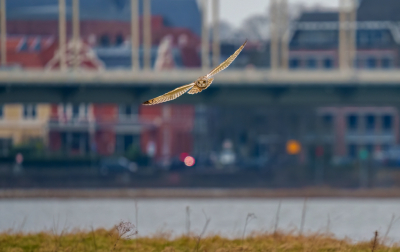 Bij een velduil verwacht je als achtergrond een veld maar een stadsaanzicht is toch wel een dissonant bij een vogel als deze. Mensen uit de buurt zullen dit zeker herkennen. Heb nog wel een aantal maar trap maar even met deze. Vanaf een openbare weg geschoten trouwens.