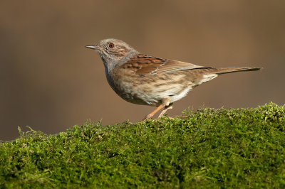 <i class='fa fa-user'></i> Luc Meert |   Heggenmus  <i class='fa fa-eye'> 133</i>  <i class='fa fa-thumbs-up'> 1</i>   <i class='fa fa-comment-o'> 2</i>