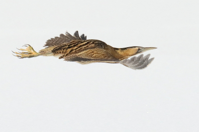 Opeens uit het niets kwam de roerdomp uit het riet.
Het was maar een kort moment dat hij of zij daar stond.
Toen vloog ie weg en hadden wij het nakijken.