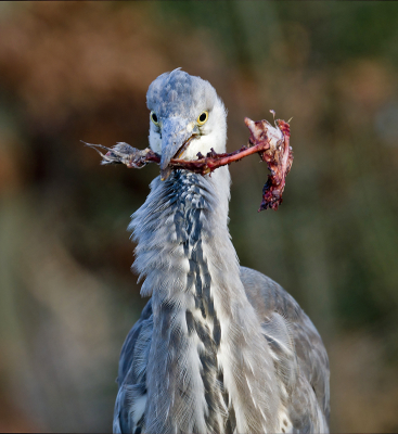 <i class='fa fa-user'></i> Ties Niehof |   Blauwe Reiger  <i class='fa fa-eye'> 322</i>  <i class='fa fa-thumbs-up'> 2</i>   <i class='fa fa-comment-o'> 11</i>
