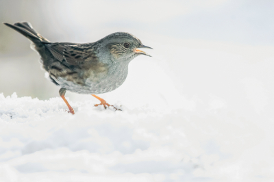 Dit was er ook een die ik voor de MO bestemd had, maar heb toch een andere gekozen. Kiezen vind ik altijd moeilijk. De Heggemus kwam ook vaak op het voer af toen er sneeuw lag, Dus kon ik hem goed fotograferen vanuit een verwarmde "hut".