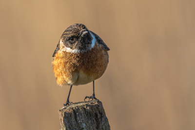 Dit is de zelfde roodborsttapuit als die ik in de maandopdracht heb gebruikt maar dan anders belicht en afgewerkt en op een paaltje. De vogel vloog van de draad en paaltjes steeds naar de grond om wat voedsel op te halen. Hierdoor kreeg ik de kans om hem van dichtbij te kunnen vastleggen. Op een paar meter afstand achter de vogel zie je riet dat door het zonlicht mooi kleurt bij de vogel.