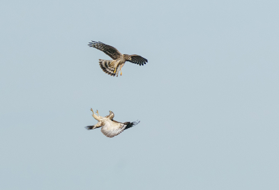 We waren getuige van een "luchtgevecht" tussen Blauwe Kiekendief en Buizerd. Dat zijn niet de beste maatjes van mekaar.

Ofschoon op grote afstand, 100 mtr. +, toch mooi om te zien en vast te leggen. 

Hele serie gemaakt waarbij deze er voor mij, mede door de houding van de Buizerd, toch uitsprong.

Uit de hand.