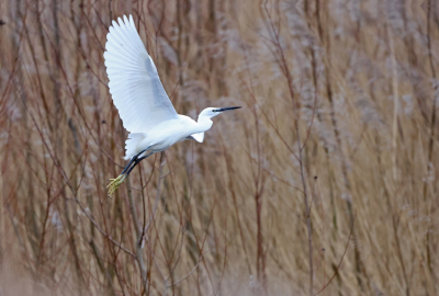 <i class='fa fa-user'></i> Ruben de Bruijn | Kleine Zilverreiger  <i class='fa fa-eye'> 45</i>   <i class='fa fa-comment-o'> 4</i>