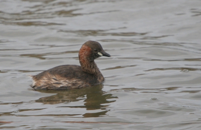 Canon Eos 20D en Sigma 50-500mm.Iso 400