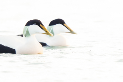 <i class='fa fa-user'></i> Vincent Vuik |   Eider  <i class='fa fa-eye'> 315</i>  <i class='fa fa-thumbs-up'> 13</i>   <i class='fa fa-comment-o'> 15</i>