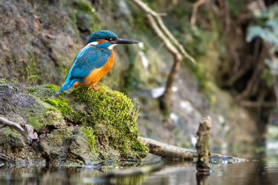 <i class='fa fa-user'></i> kevinhollmann |   IJsvogel  <i class='fa fa-eye'> 261</i>  <i class='fa fa-thumbs-up'> 1</i>   <i class='fa fa-comment-o'> 5</i>