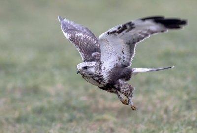 <i class='fa fa-user'></i> Ben Reitsma |   Ruigpootbuizerd  <i class='fa fa-eye'> 211</i>  <i class='fa fa-thumbs-up'> 2</i>   <i class='fa fa-comment-o'> 5</i>