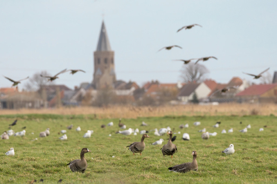 Een kenmerkende winterse polderplaat van een grasland met kolganzen, kok-, storm- en zilvermeeuwen en op de achtergrond het dorp van Zuienkerke.